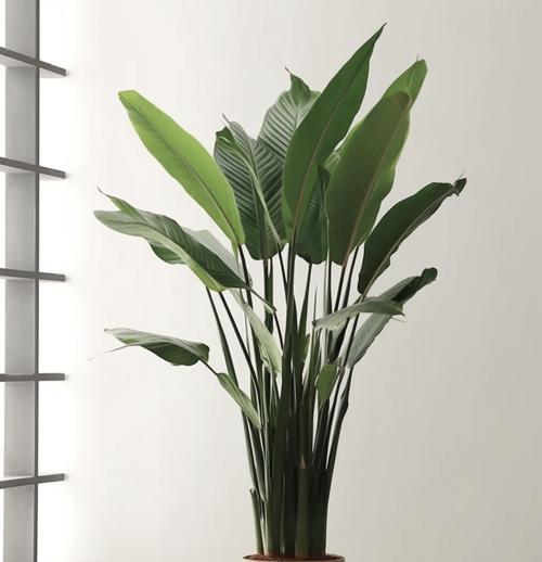 好看的植物有哪些？如何选择适合室内外的观赏植物？