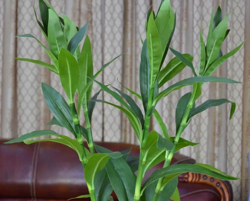 新房适合送哪些植物？它们各自有什么寓意？