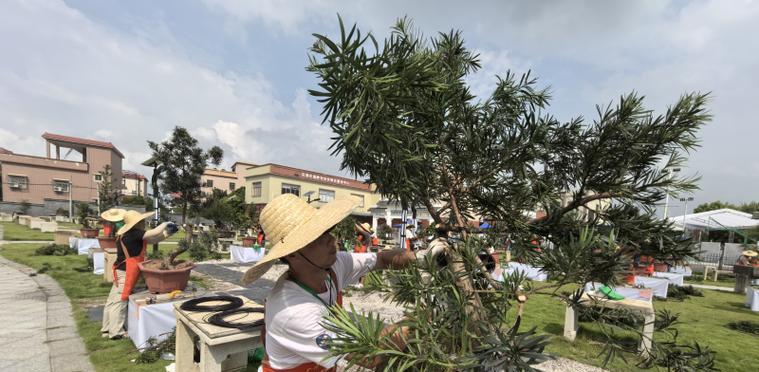 巧手种植盆栽怎么种植的？有哪些技巧和注意事项？