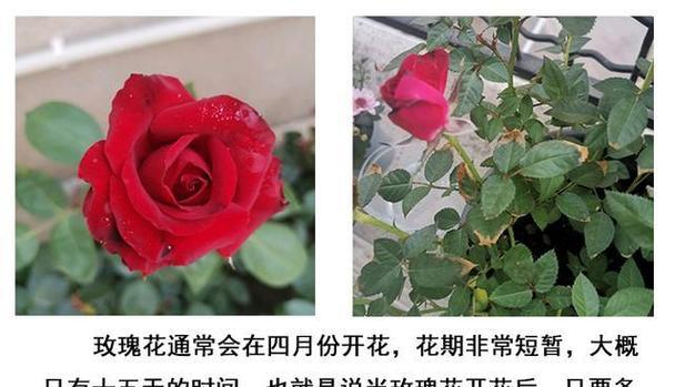 玫瑰花今天就谢了有何寓意？花期短暂的玫瑰花象征着什么？