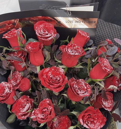 玫瑰花今天就谢了有何寓意？花期短暂的玫瑰花象征着什么？