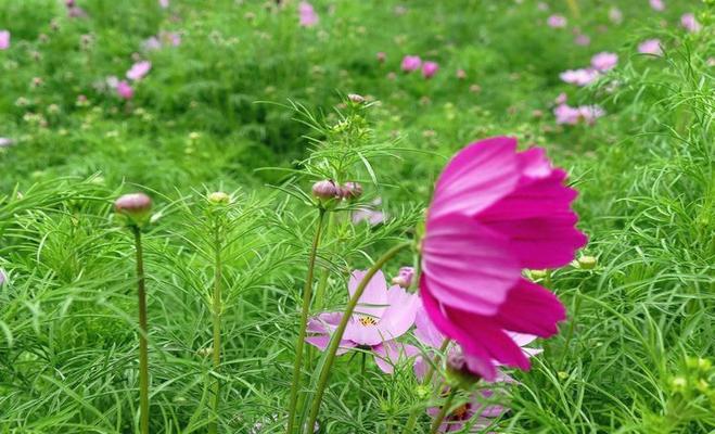 半截花的象征意义是什么？在不同文化中半截花代表了什么？