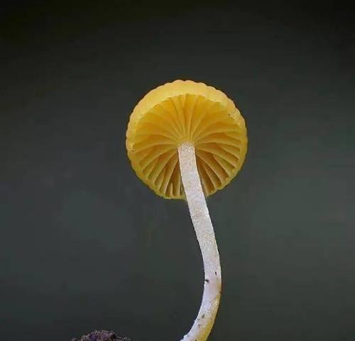 观赏菌类是什么植物？如何在家中培养观赏菌类？
