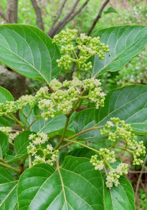 观赏菌类是什么植物？如何在家中培养观赏菌类？
