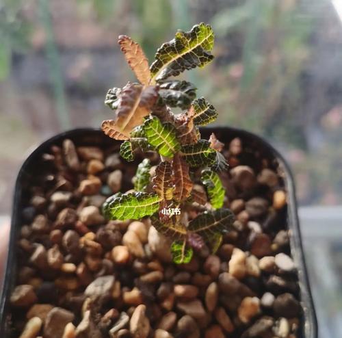 乳香多肉植物怎么养护？有哪些注意事项？