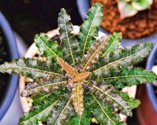 乳香多肉植物怎么养护？有哪些注意事项？
