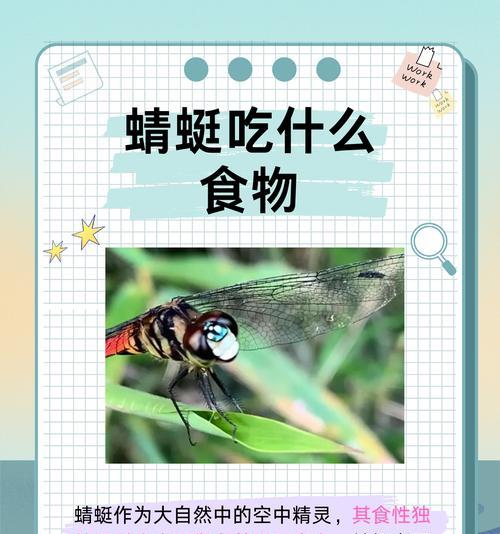 植物蜻蜓的制作方法是什么？