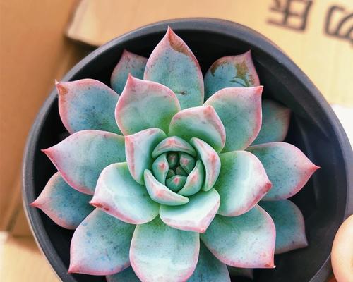植物蜻蜓的制作方法是什么？