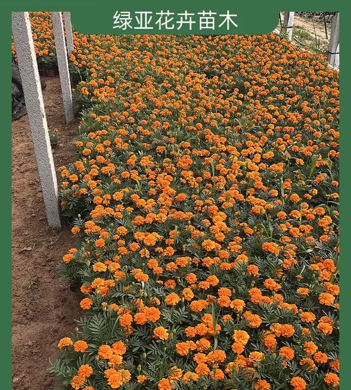 湖南花卉苗木店提供哪些品种？如何选择合适的苗木？