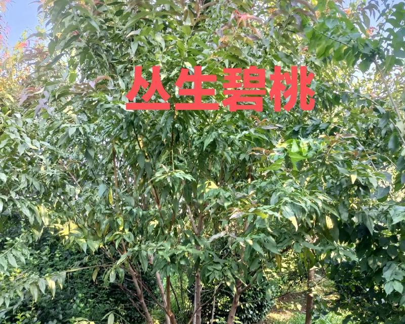 湖南花卉苗木店提供哪些品种？如何选择合适的苗木？