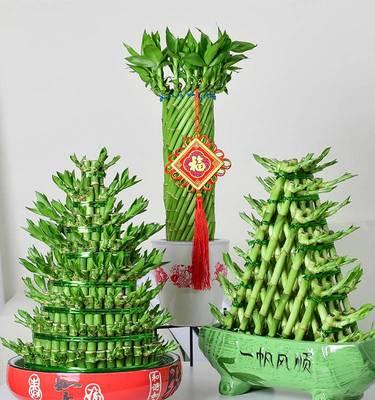 开店时选择哪种绿植盆栽最合适？绿植盆栽有哪些风水讲究？