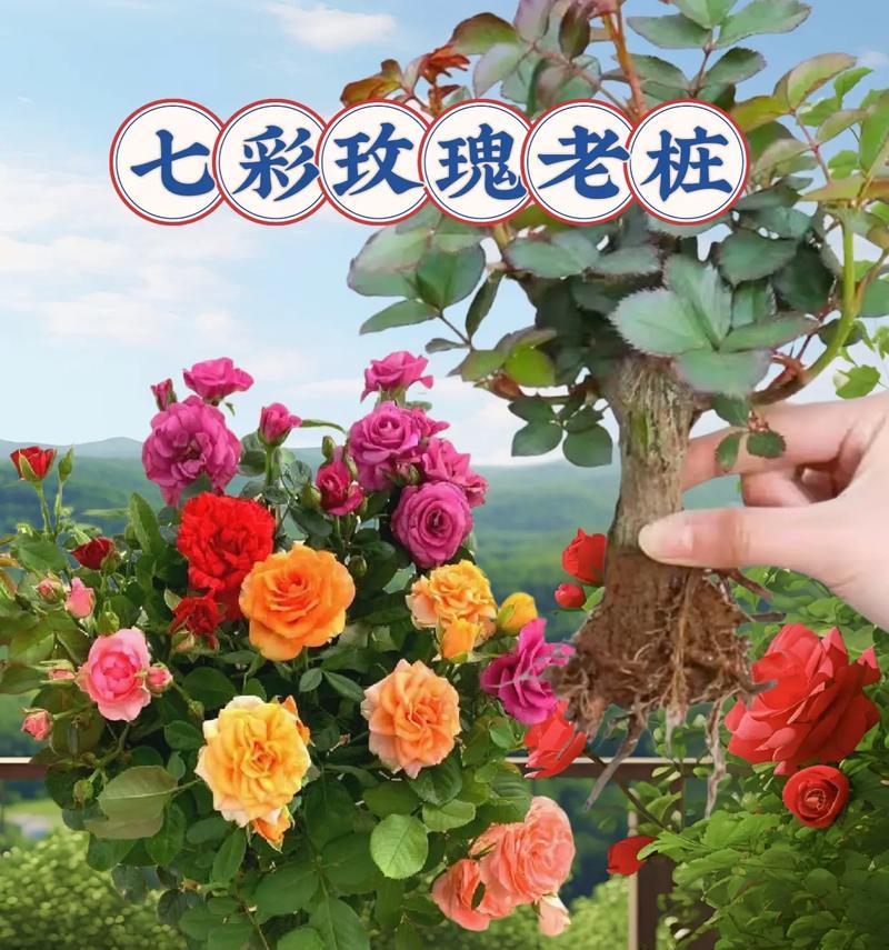 姑娘们被称为玫瑰花是什么意思？这种比喻有何深意？