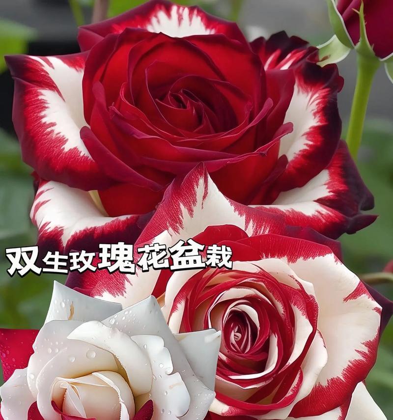 姑娘们被称为玫瑰花是什么意思？这种比喻有何深意？