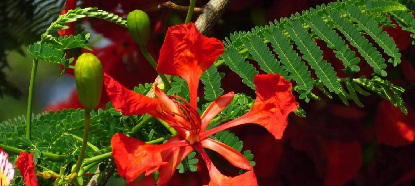 哪种花代表着思念之情？它的花语有何独特之处？