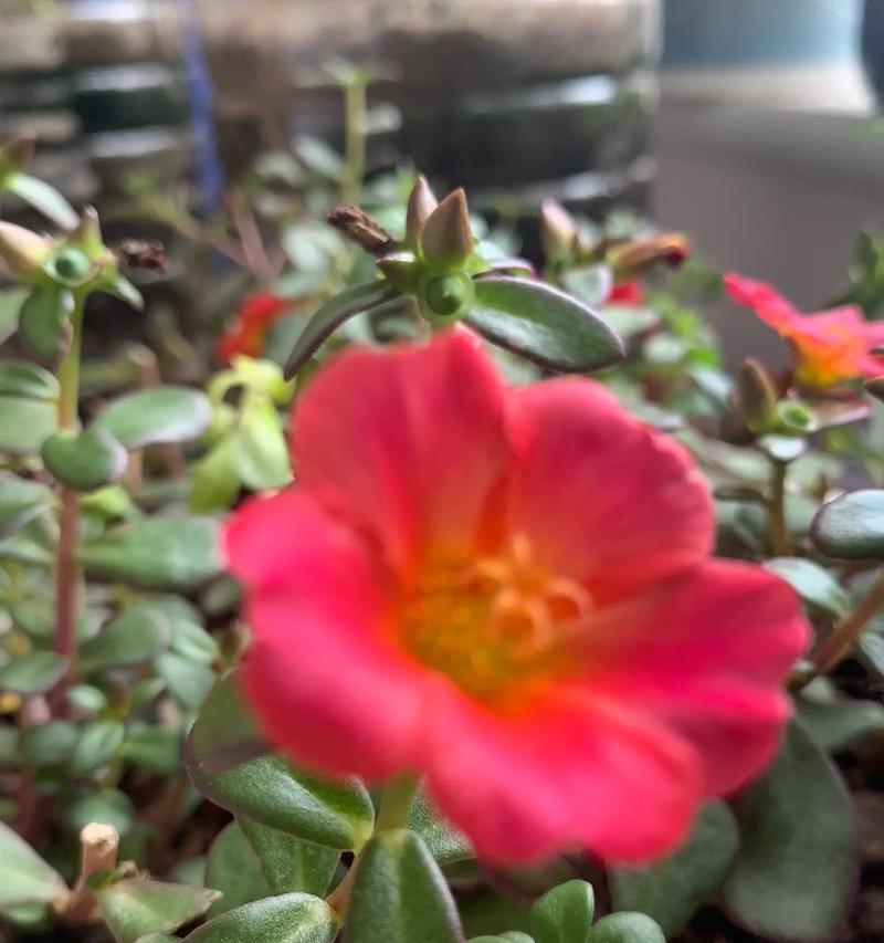 “了不起的花卉”是指什么？它有何特别之处？