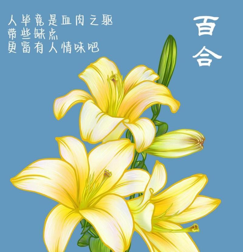 房间里放置百合花有何含义？百合花在室内摆放的寓意是什么？