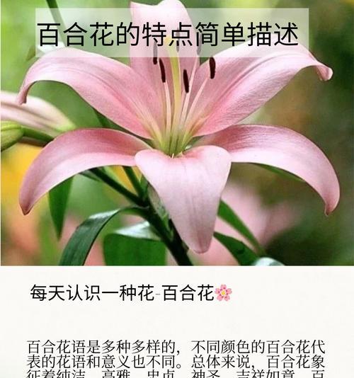 房间里放置百合花有何含义？百合花在室内摆放的寓意是什么？