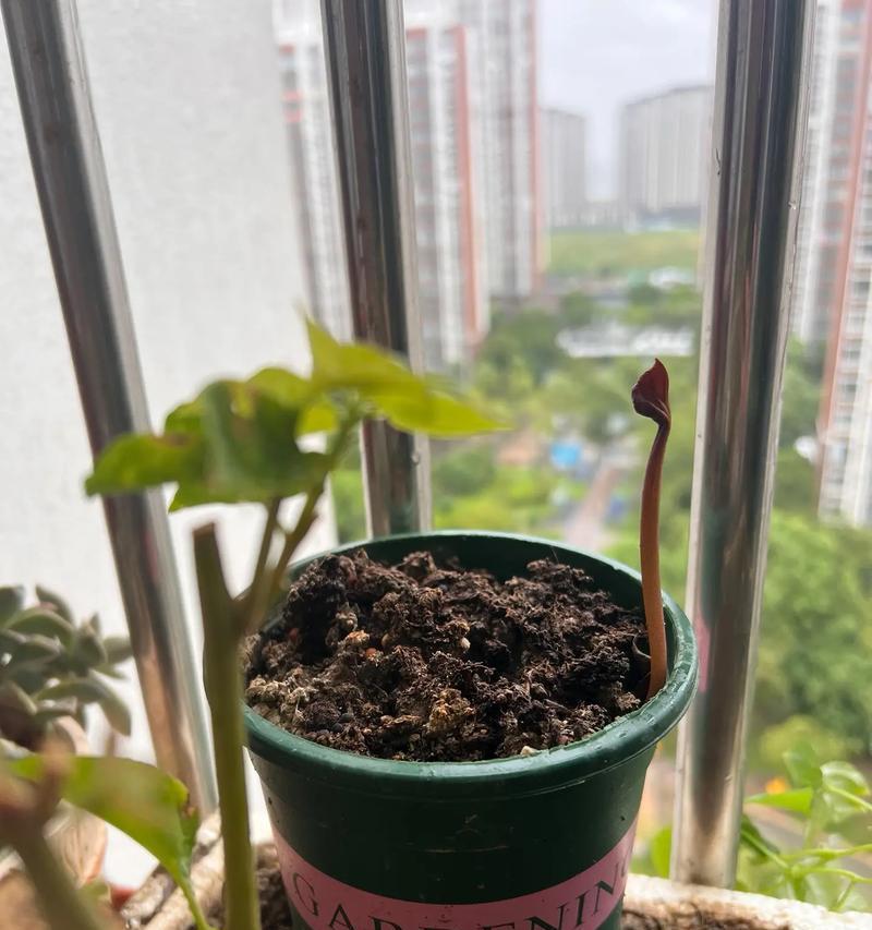 花卉包括花盆种植吗？为什么花盆种植是花卉种植的一部分？