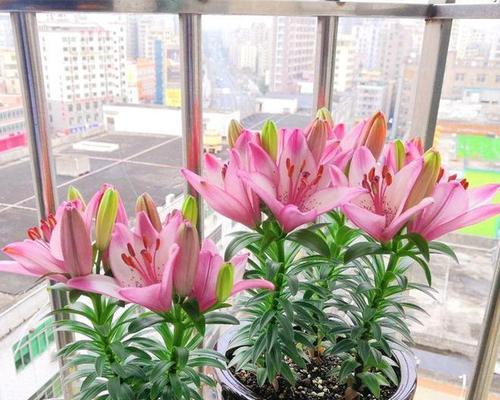 花卉包括花盆种植吗？为什么花盆种植是花卉种植的一部分？
