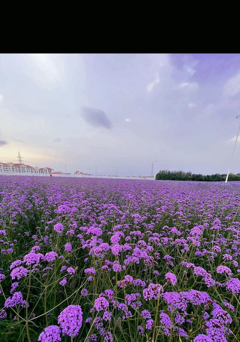 薰衣草的花语有何特别之处？它象征着什么？