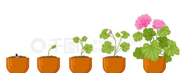卡通植物两字怎么写？卡通植物的正确名称是什么？
