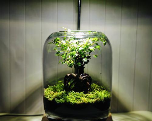 卡通植物两字怎么写？卡通植物的正确名称是什么？