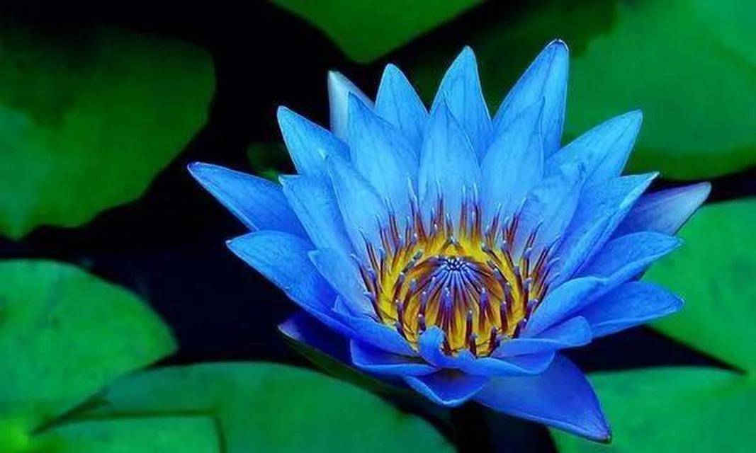 落花通常象征着什么？它在不同文化中有哪些不同的解释？