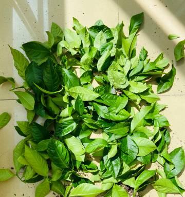 如何撰写江湖植物的简介？江湖植物简介包含哪些关键信息？