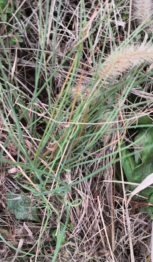 如何撰写江湖植物的简介？江湖植物简介包含哪些关键信息？