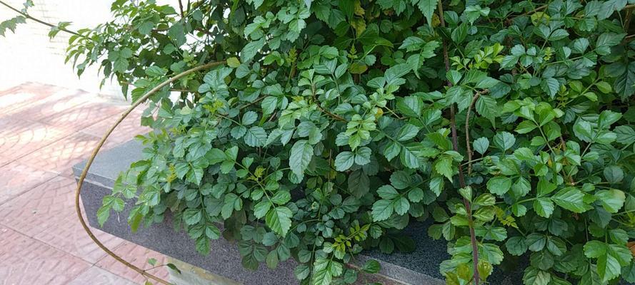 如何撰写江湖植物的简介？江湖植物简介包含哪些关键信息？