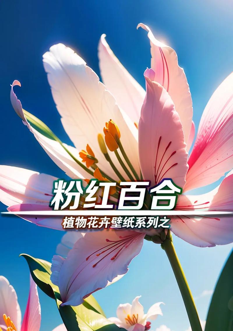 粉百合花的含义是什么？