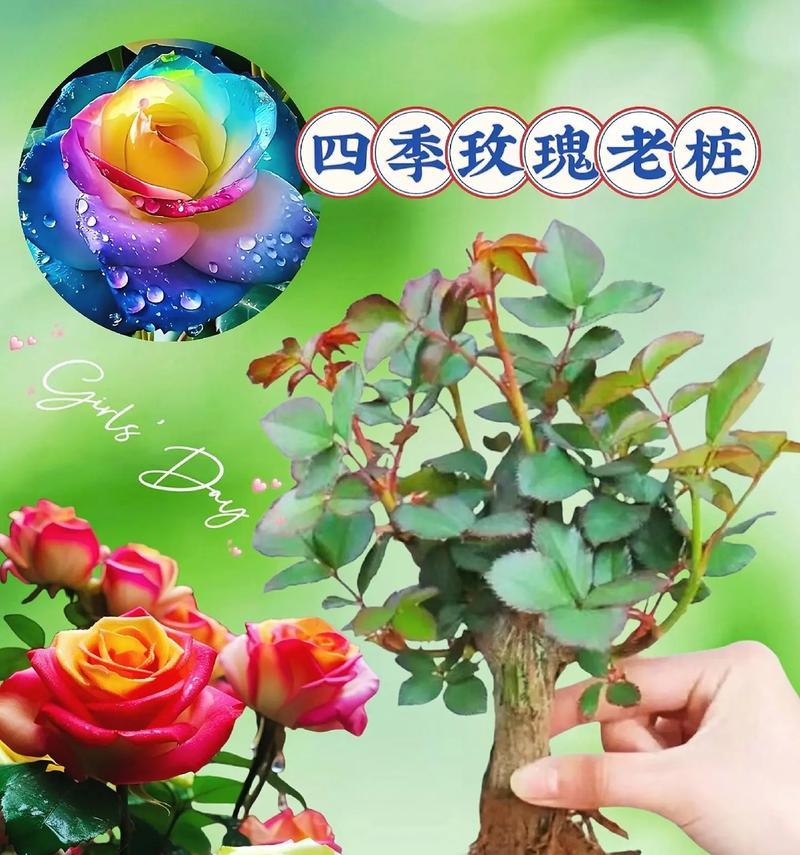 哪些花卉可以实现一年四季持续开花？