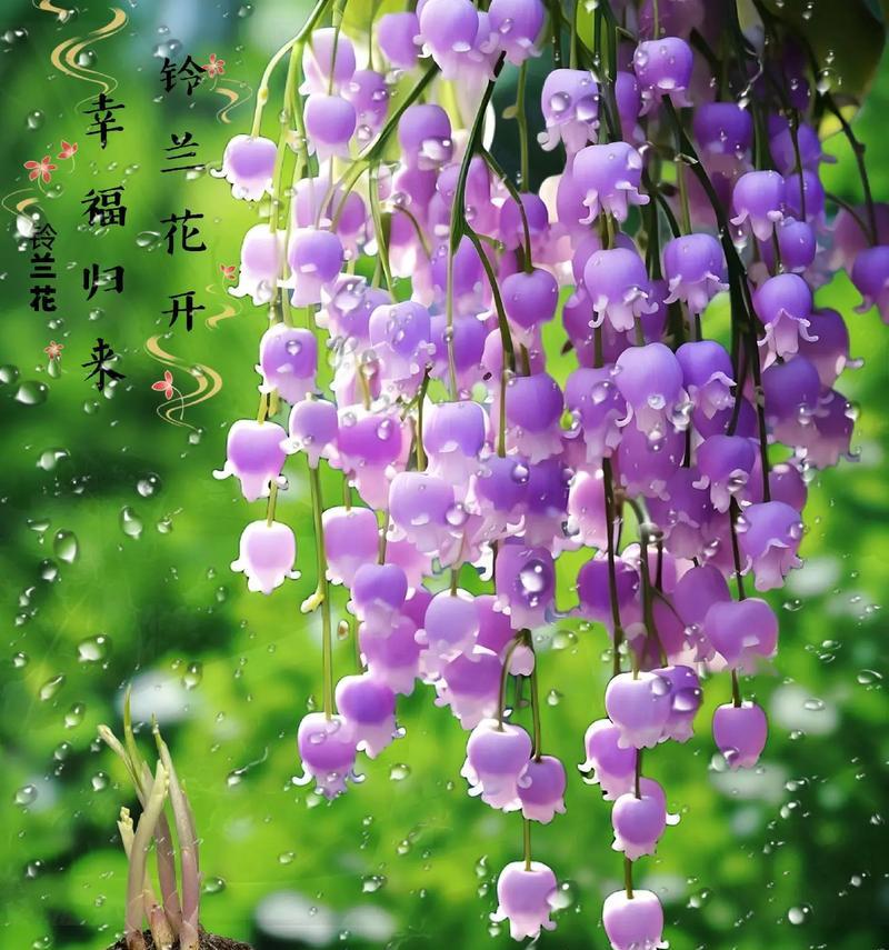 哪些花卉可以实现一年四季持续开花？