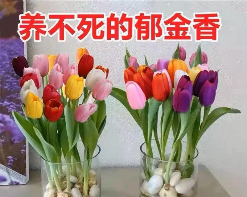 天宫院内种植了哪些花卉？这些花卉的特殊意义是什么？