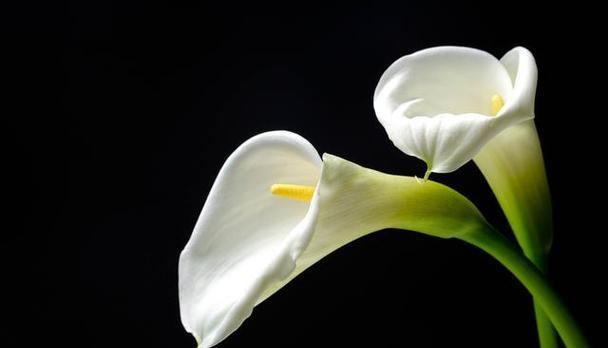 天宫院内种植了哪些花卉？这些花卉的特殊意义是什么？