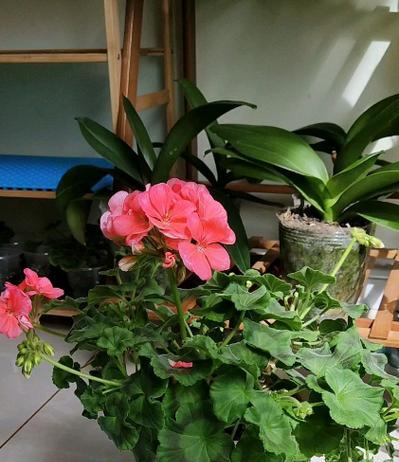 天宫院内种植了哪些花卉？这些花卉的特殊意义是什么？