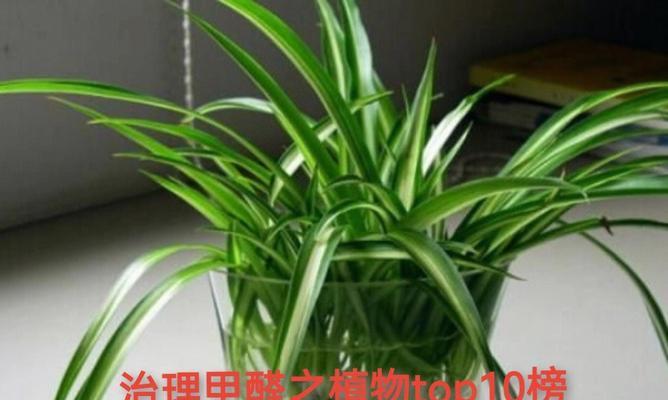哪些植物对除甲醛效果好？如何选择和使用？