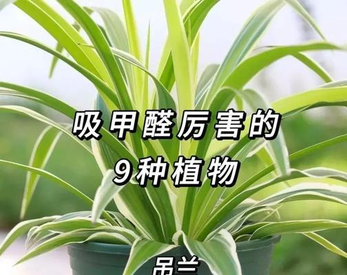 哪些植物对除甲醛效果好？如何选择和使用？