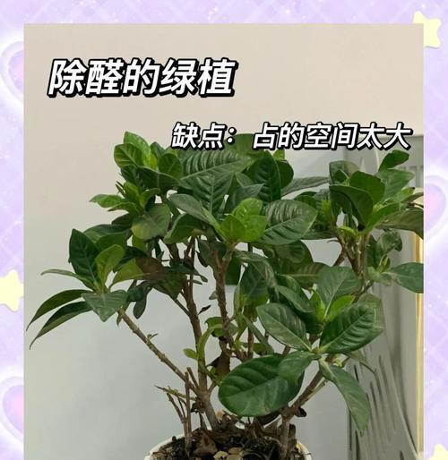 哪些植物对除甲醛效果好？如何选择和使用？