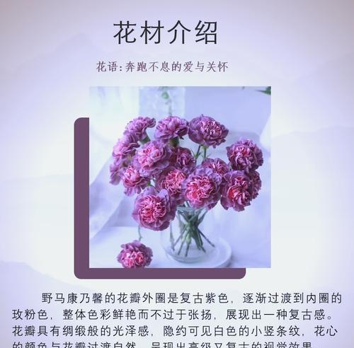 康乃馨如何表达快乐的情感？