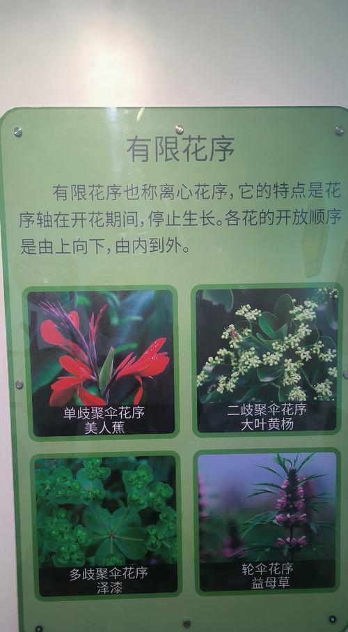 植物标本有哪些种类？如何制作植物标本？