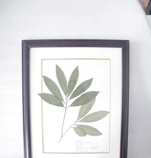 植物标本有哪些种类？如何制作植物标本？