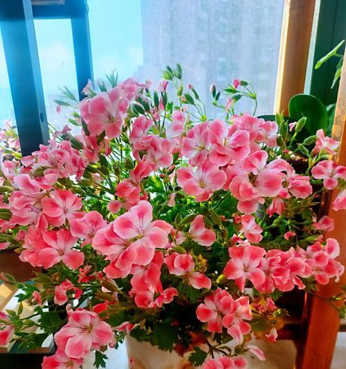 入土就能养的花卉品种有哪些？哪些最适合新手？