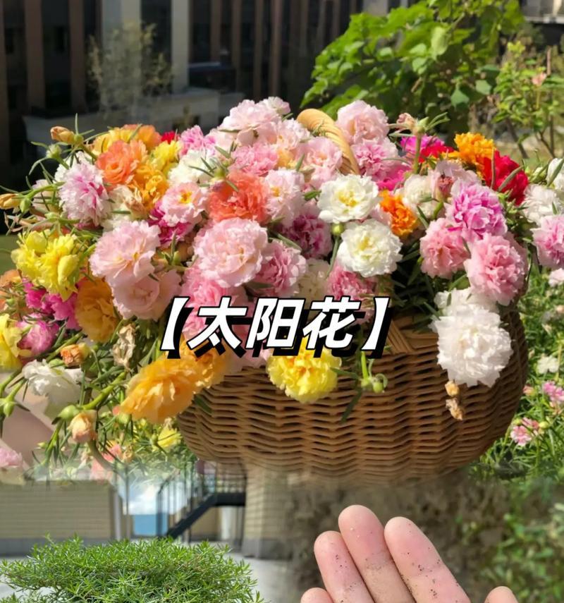 入土就能养的花卉品种有哪些？哪些最适合新手？