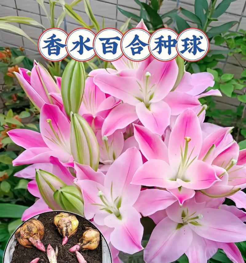 百合花的含义具体是什么？