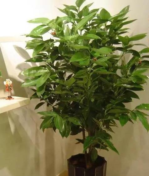 开店送女生什么盆栽好？有哪些推荐？