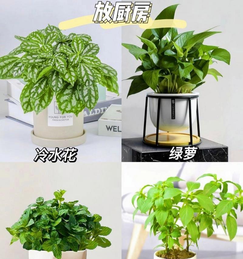 夏天室内适合摆放哪些植物？