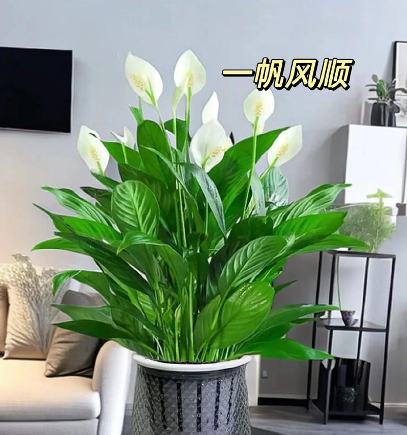 夏天室内适合摆放哪些植物？