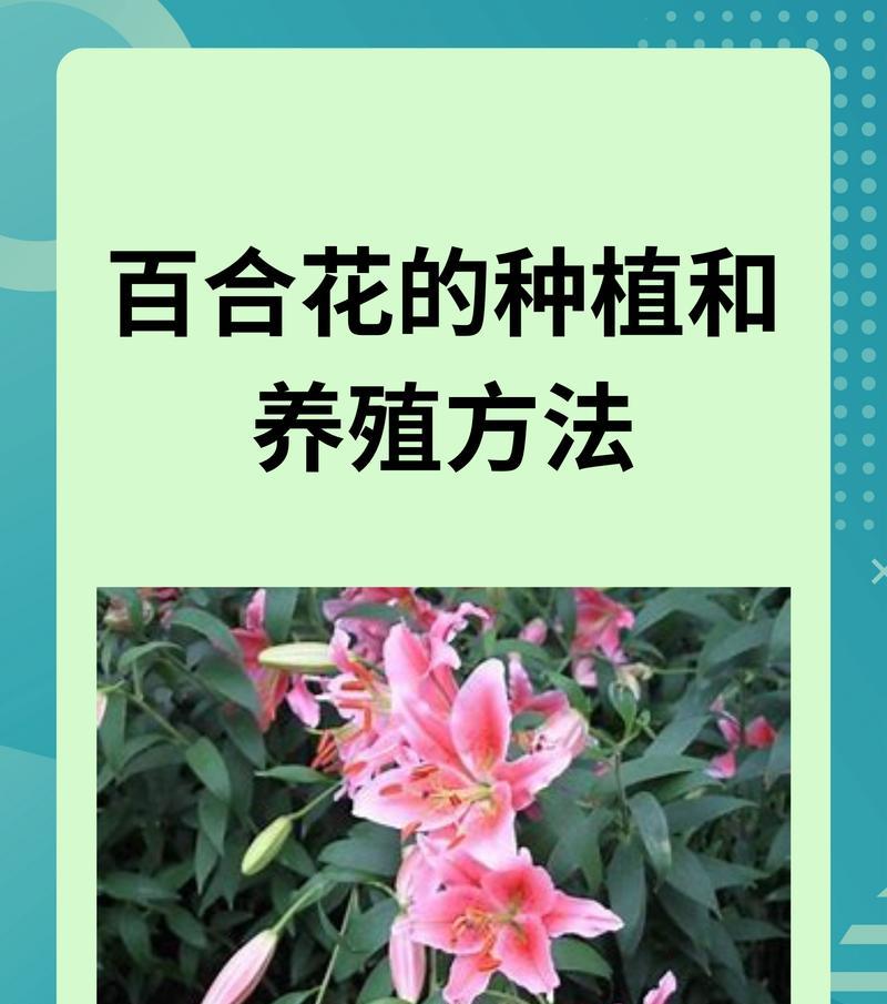 沁水百合的含义是什么？