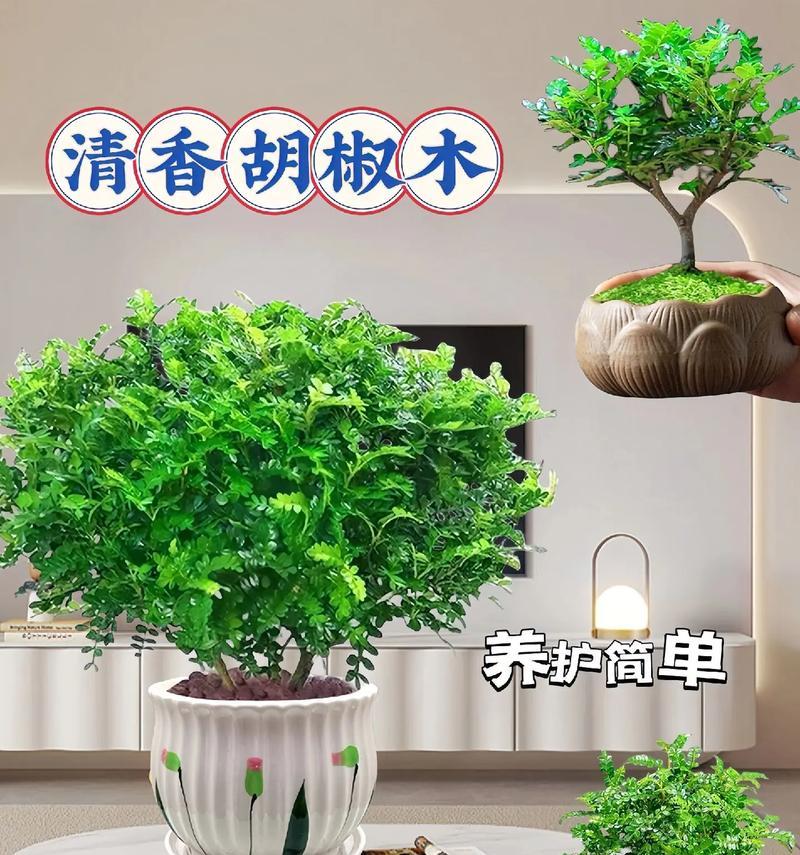 夏天室内适合摆放哪些植物？